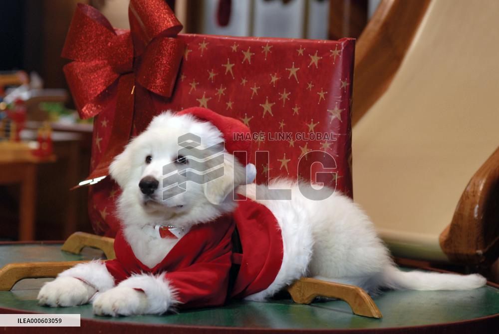 SANTA BUDDIES