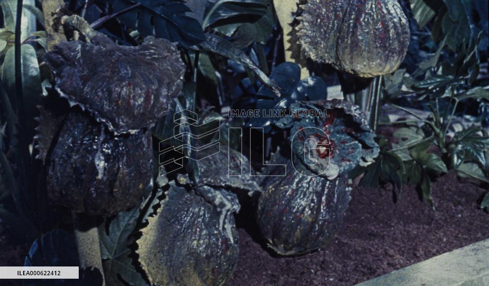 Konga (1961) Film