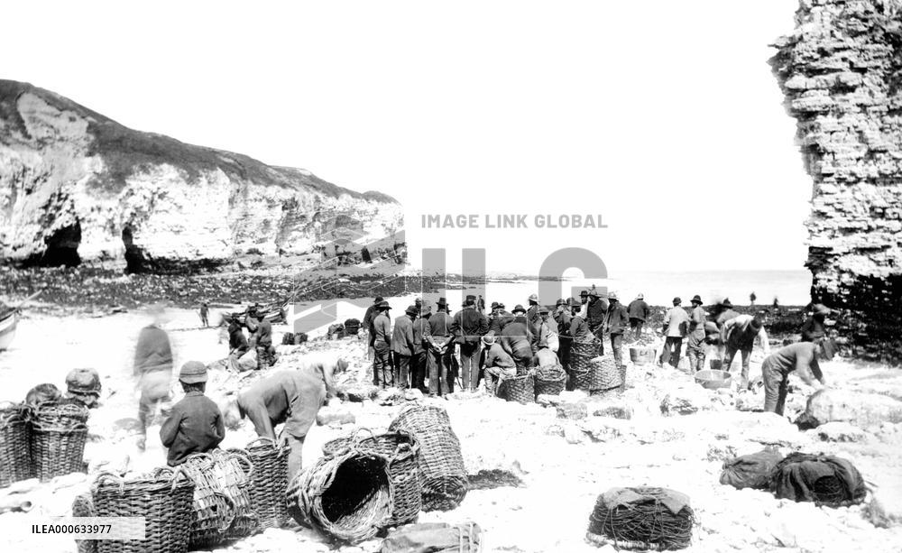 Flamborough, Head, North Landing 1886