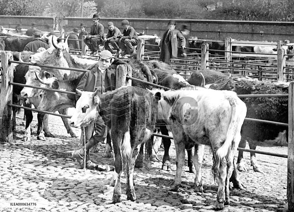 Shrewsbury, Cattle Market 1891