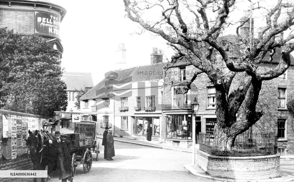Bexhill, Old Town, Walnut Tree 1897