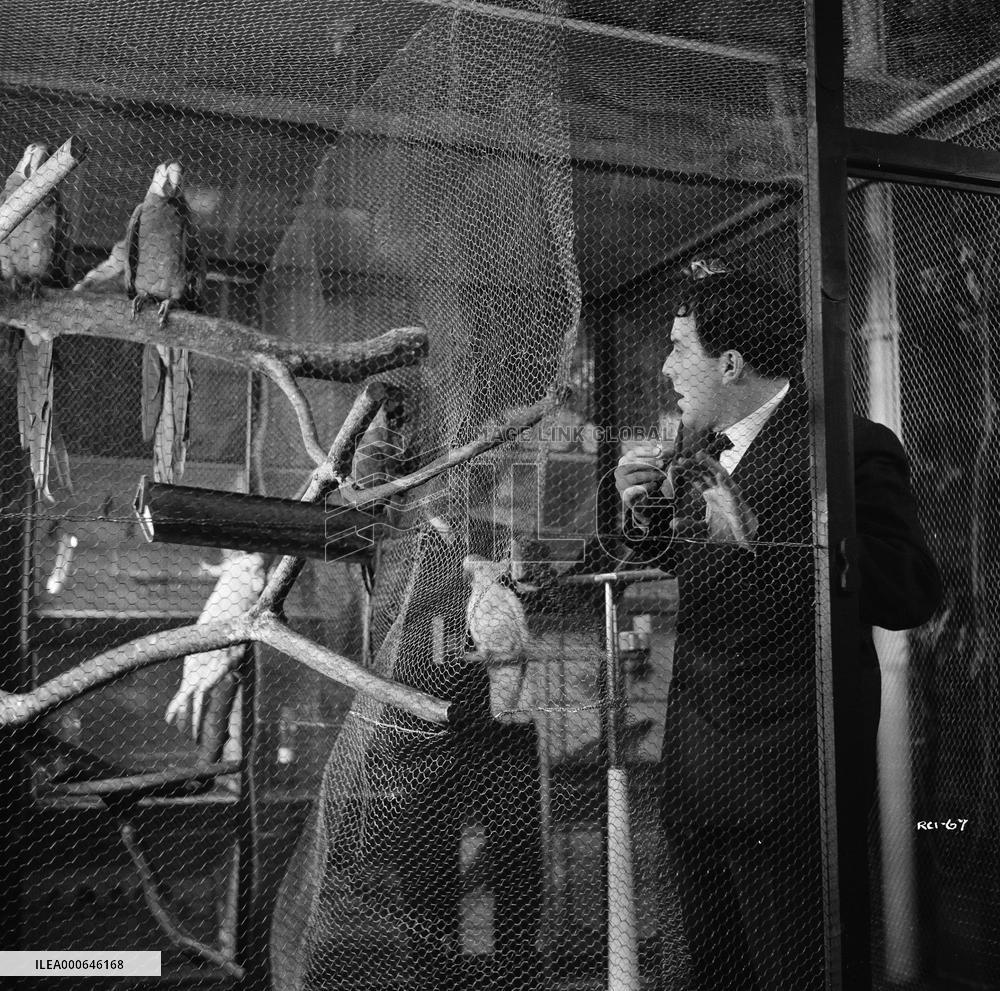 The Night We got the Bird (1961) Film