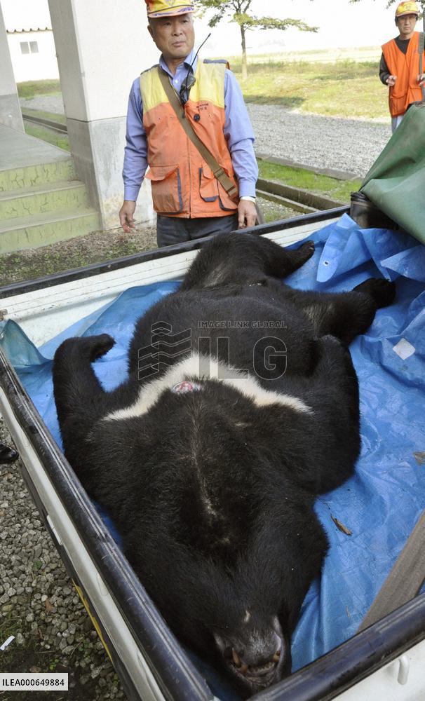 Bear shot dead at Japan school