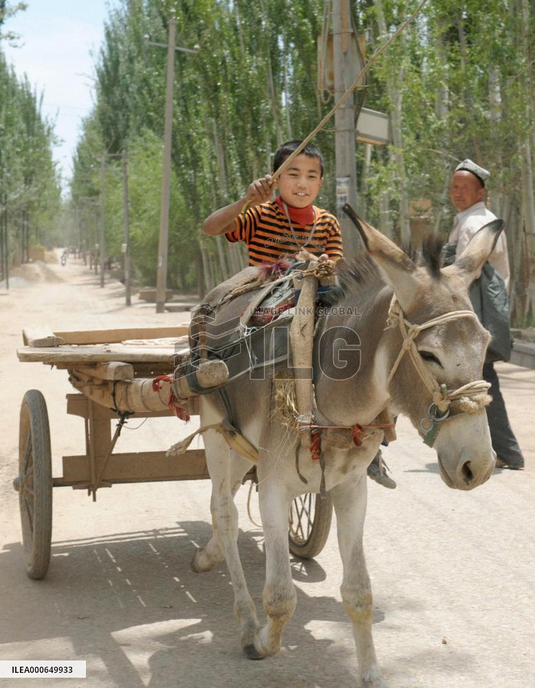 Donkey still main transportation in rural China