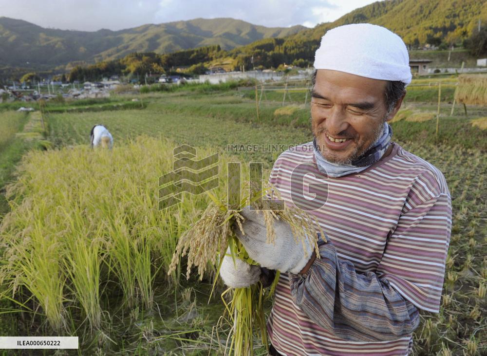 Rice harvest in tsunami-hit Iwate Pref.
