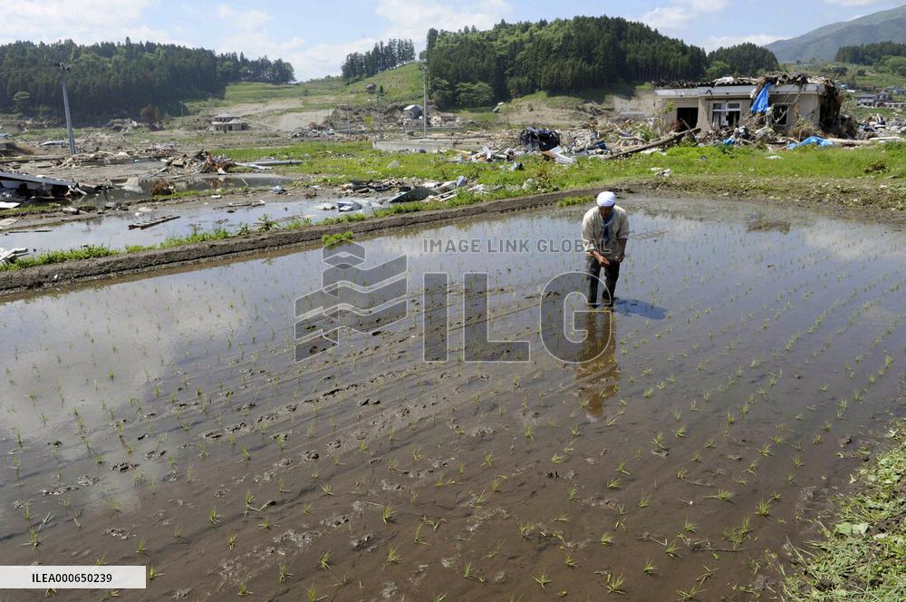 Tsunami-hit rice paddy in Iwate Pref.