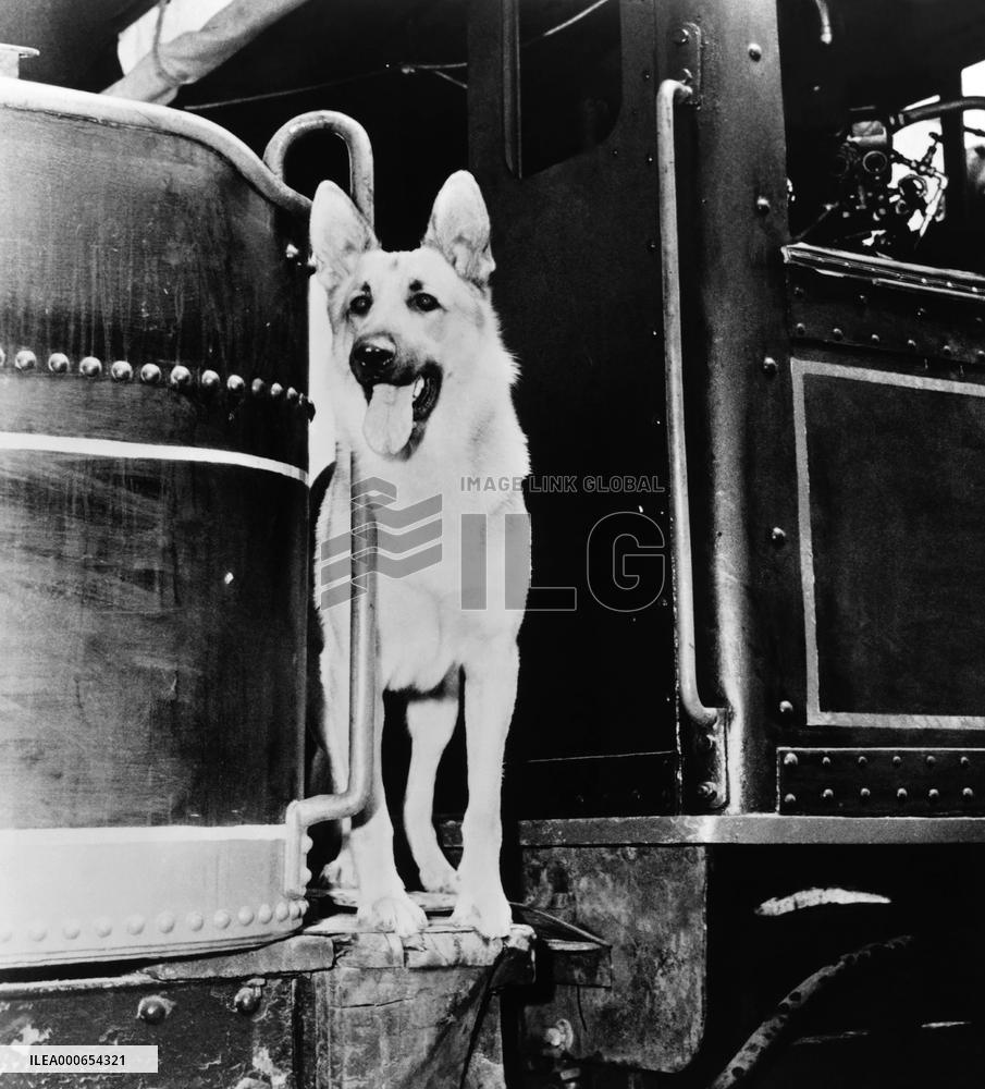 The Adventures Of Rin Tin Tin film (1954)
