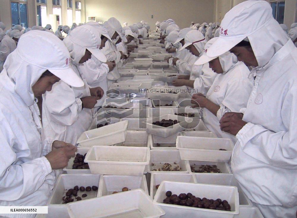 Chinese busy peeling sweet chestnuts bound for Japan
