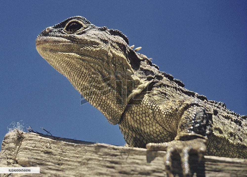 Tuatara a threatened species in New Zealand