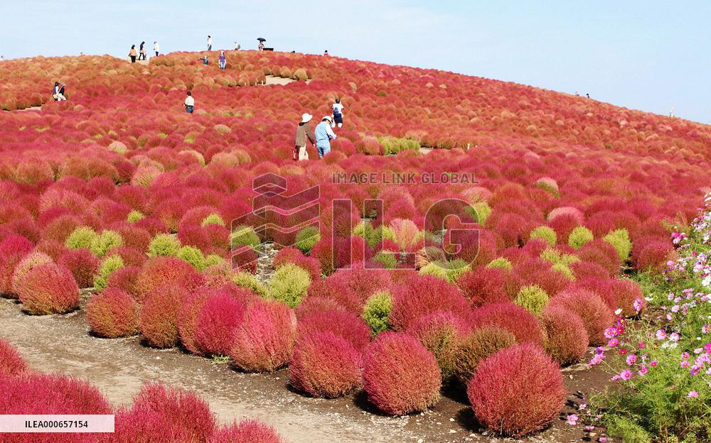 Tourists given 'kochia' red carpet treatment