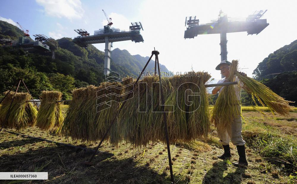 Man harvests rice in field as Yamba Dam project gets canceled
