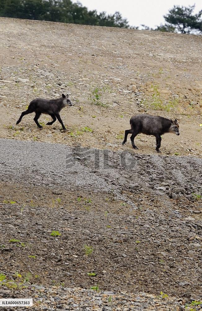 Wild serows cross slope made from Yamba Dam-related reclaimed lan