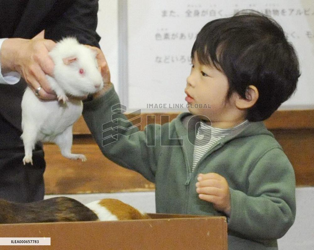 Prince pets a guinea pig