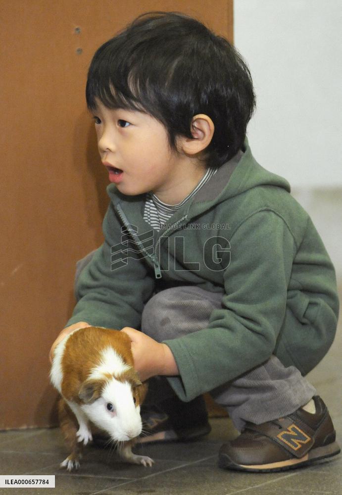 Prince picks up a guinea pig