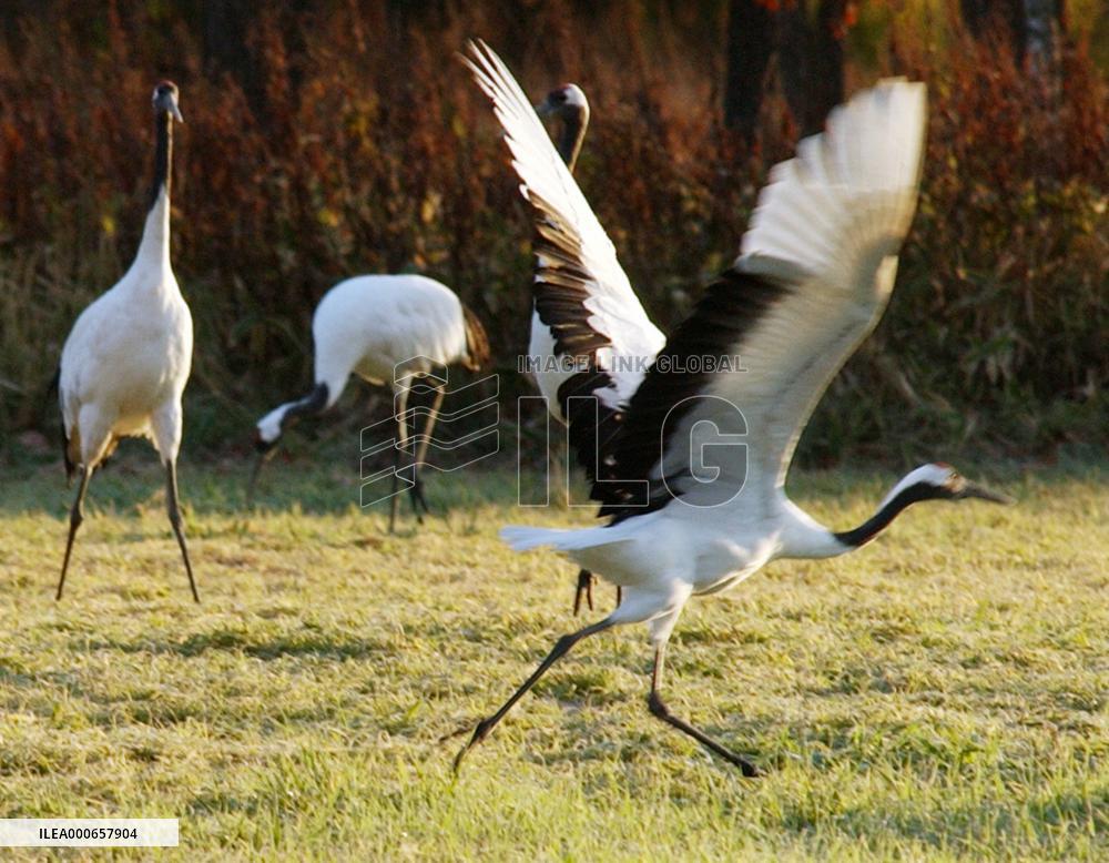 Red-crested cranes leave Kushiro wetlands as winter nears