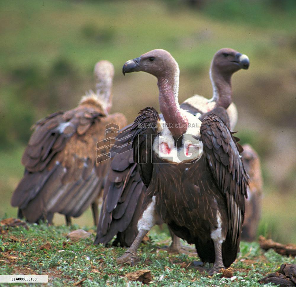 BirdLife Asia to launch campaign for vulture conservation