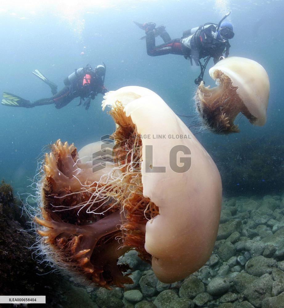 Giant jellyfishes swim in the Sea of Japan