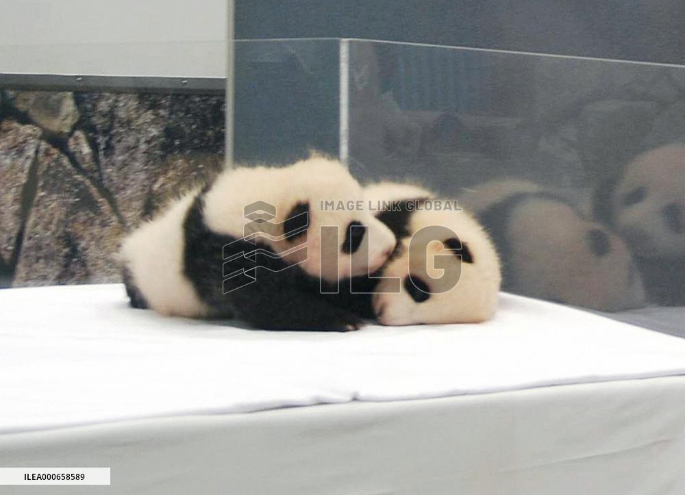 Panda twins at Wakayama zoo named Meihin, Eihin