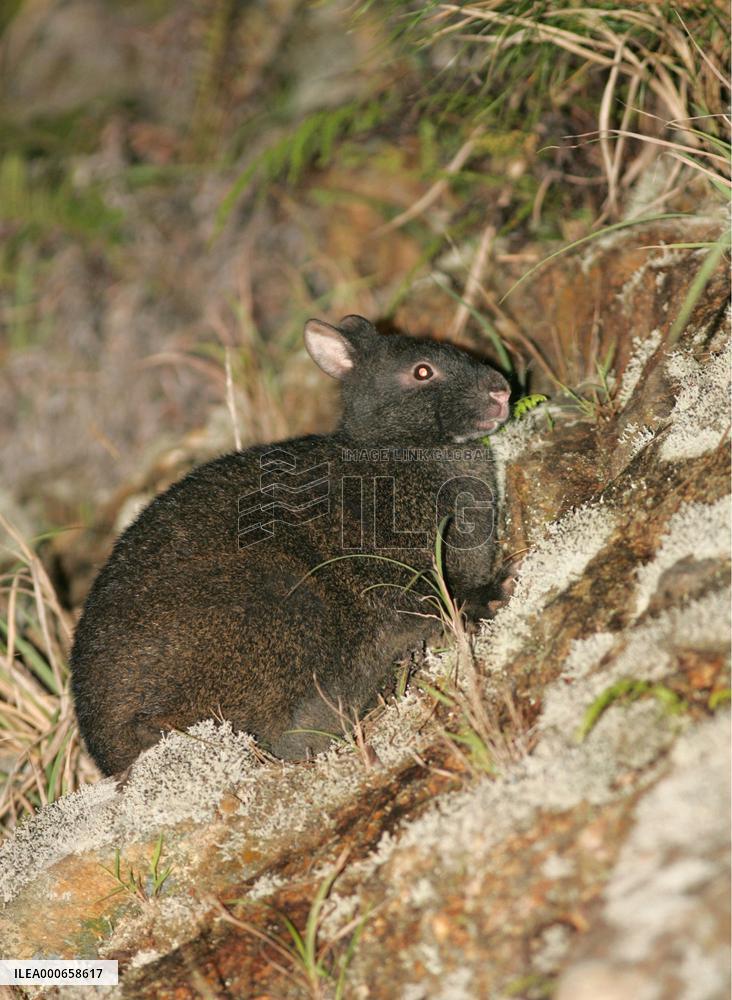11 specially protected rabbits found dead on Amami-Oshima