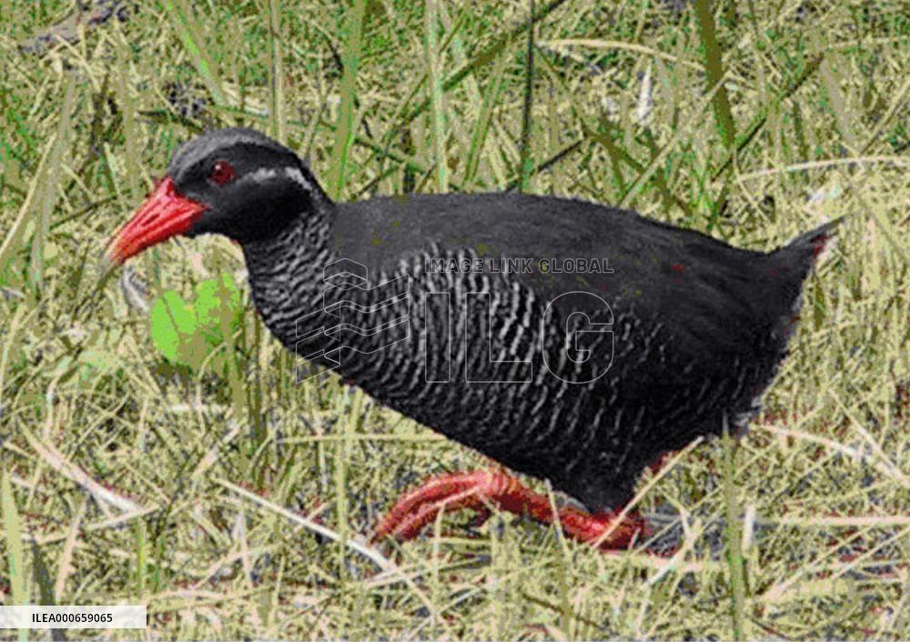 Road accidents threaten flightless Okinawan bird