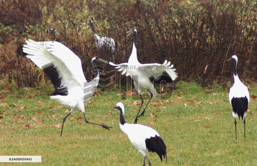 Japanese cranes fly to Tsurui village in Hokkaido