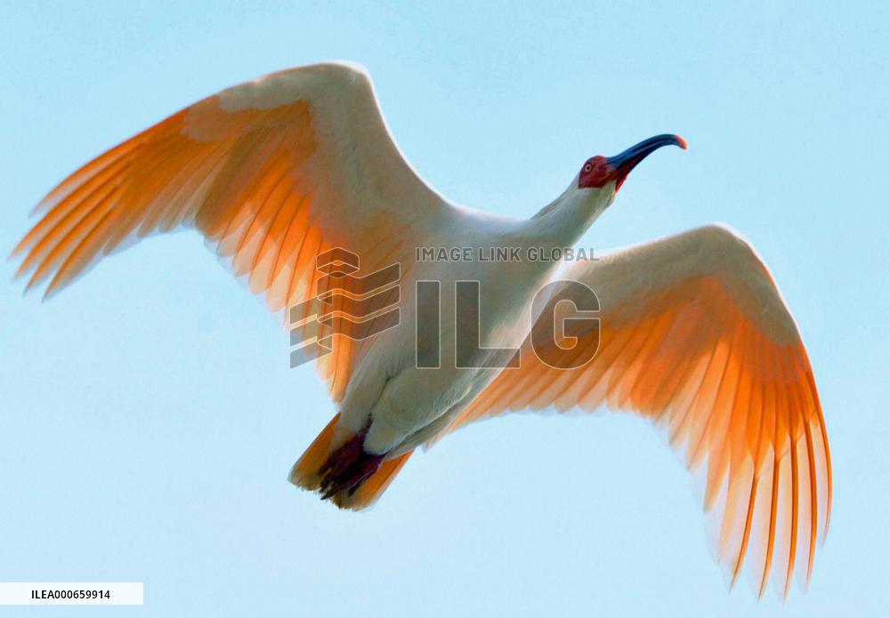 Crested ibis sanctuary in China