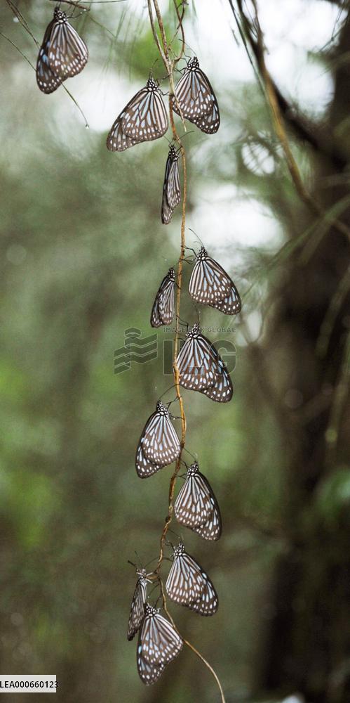 Ryukyu butterfly wintering in group in Amami-Oshima Island