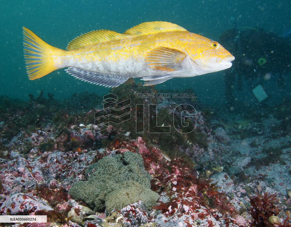Male greenling at Shizugawa bay