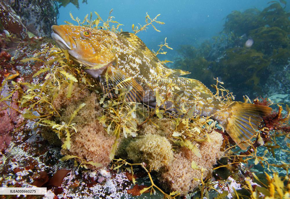 Male greenling at Shizugawa bay
