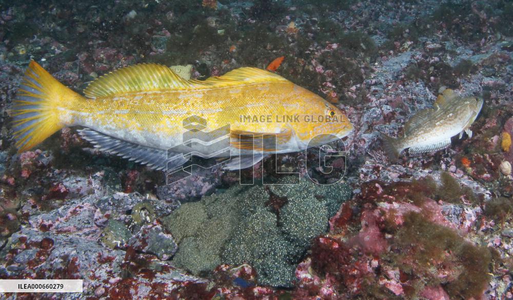 Male greenling at Shizugawa bay
