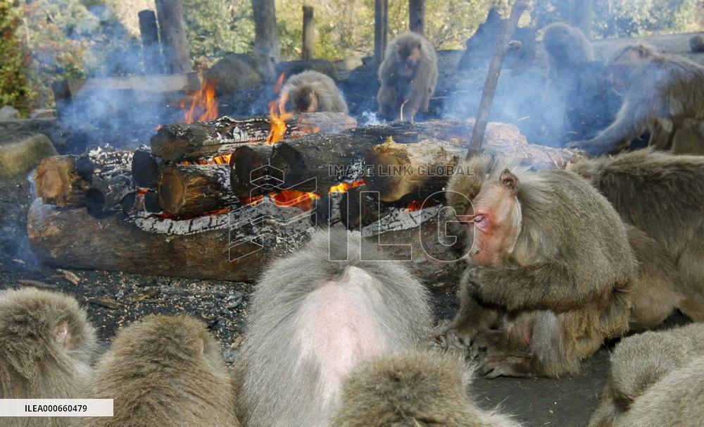 Bonfire-loving monkeys on show in Aichi monkey park
