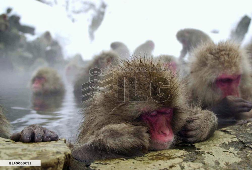 Monkeys find escape from severe weather in hot springs