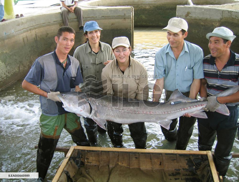 WWF Russia urges people to forgo caviar during New Year's holida