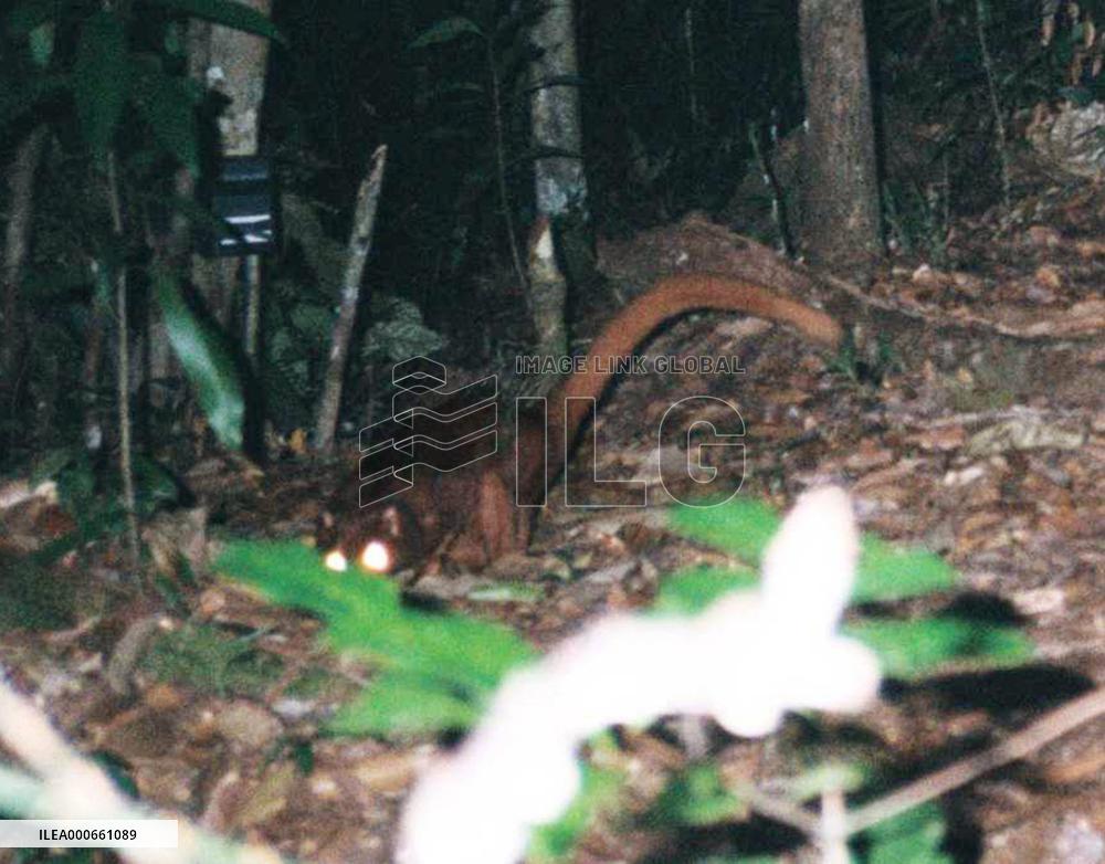 WWF announces possible discovery of new carnivore species in Bor