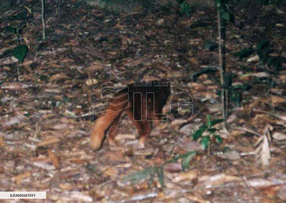 WWF announces possible discovery of new carnivore species in Bor