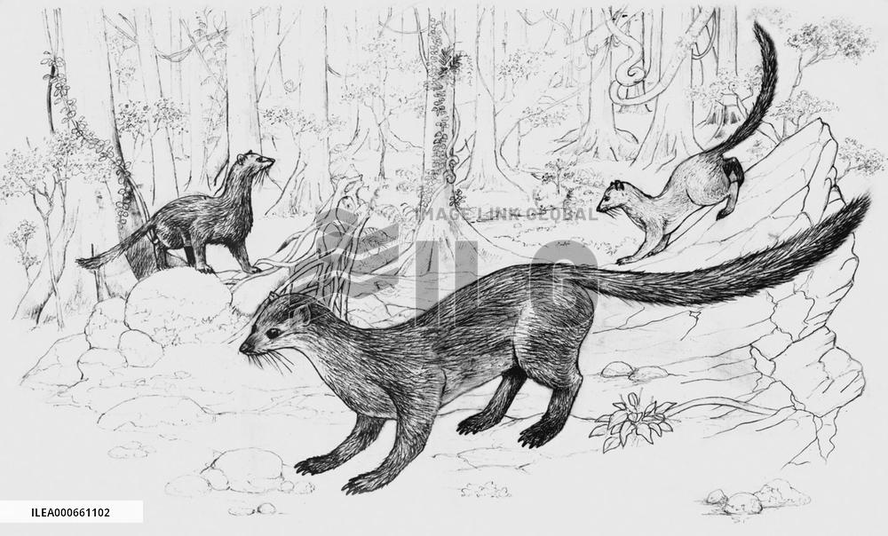 WWF announces possible discovery of new carnivore species in Bor