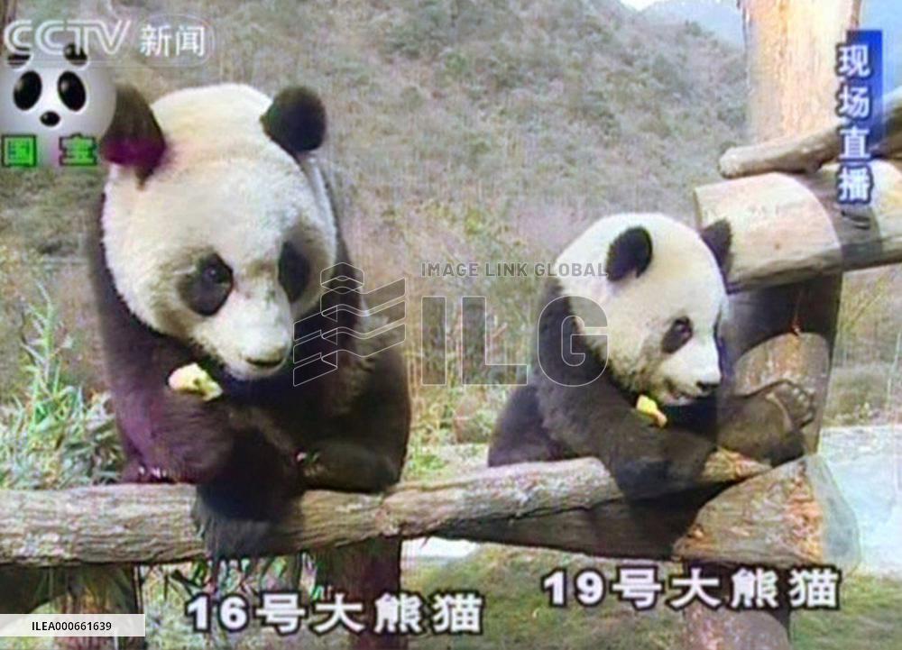 China selects pandas to give Taiwan