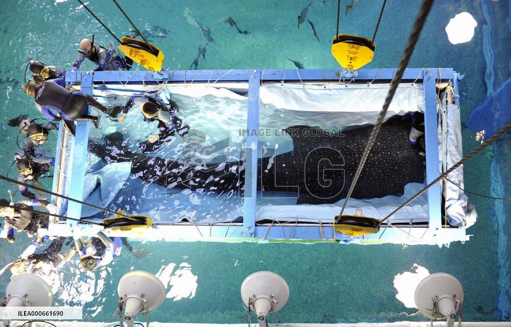 Whale shark at Osaka aquarium sent for examination