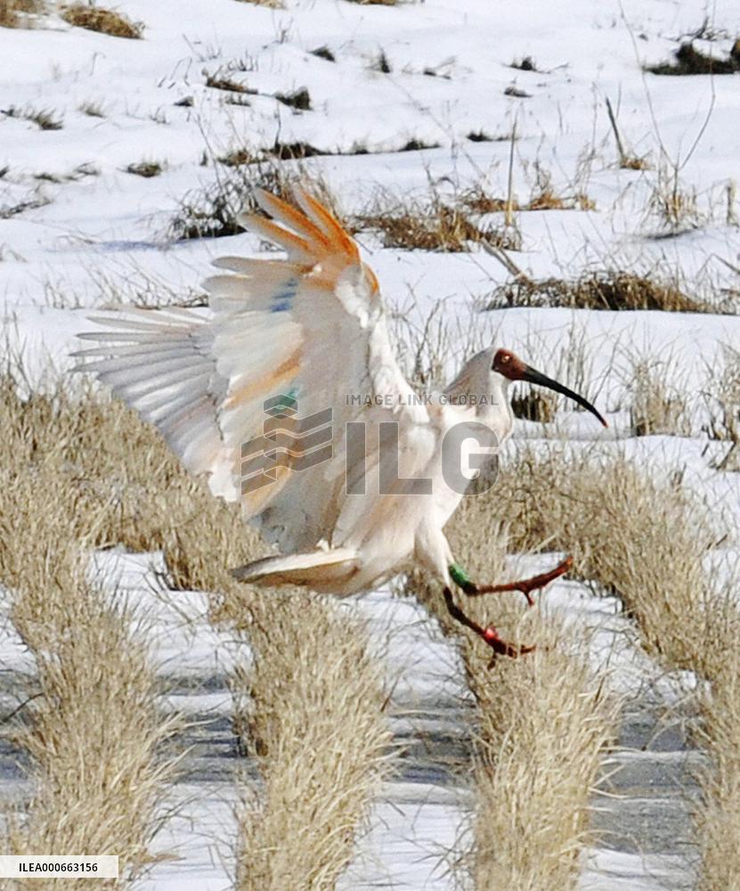 Artificially-bred ibises thrive in wild of Sado Island