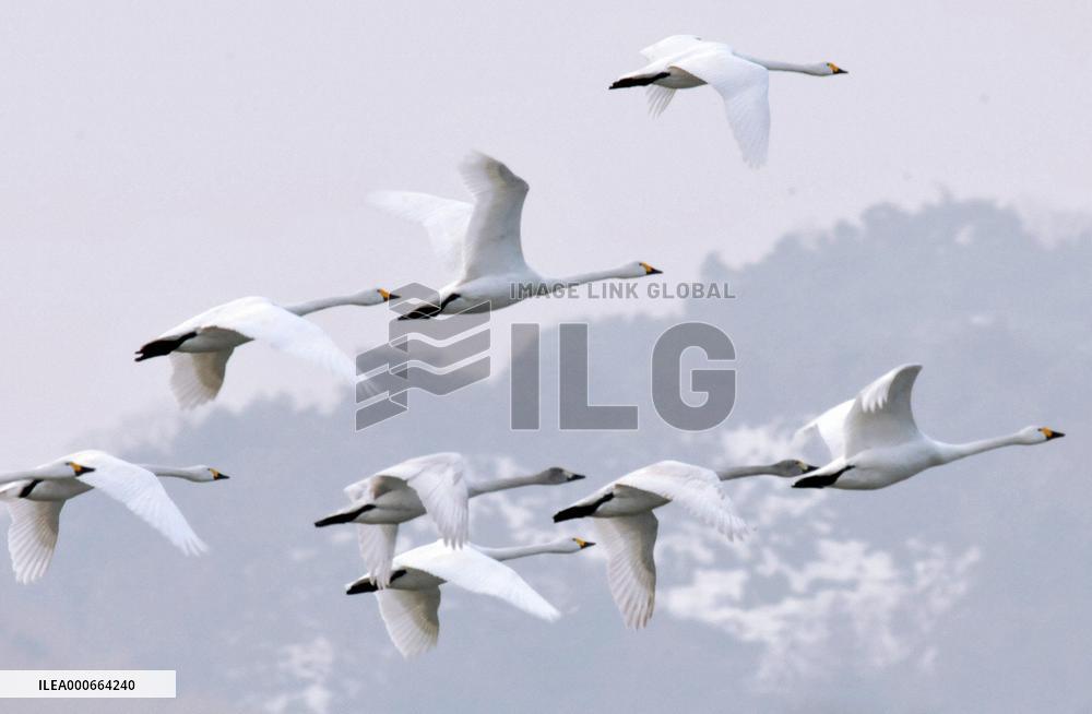 Swans begin migration north from western Japan