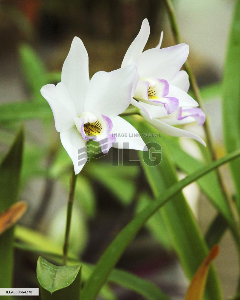 'Princess Kiko' orchid in bloom after princess's pregnancy