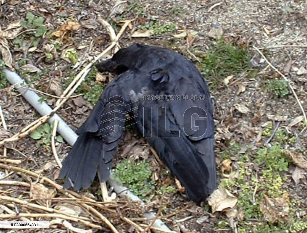 2 crows test positive for bird flu in Osaka