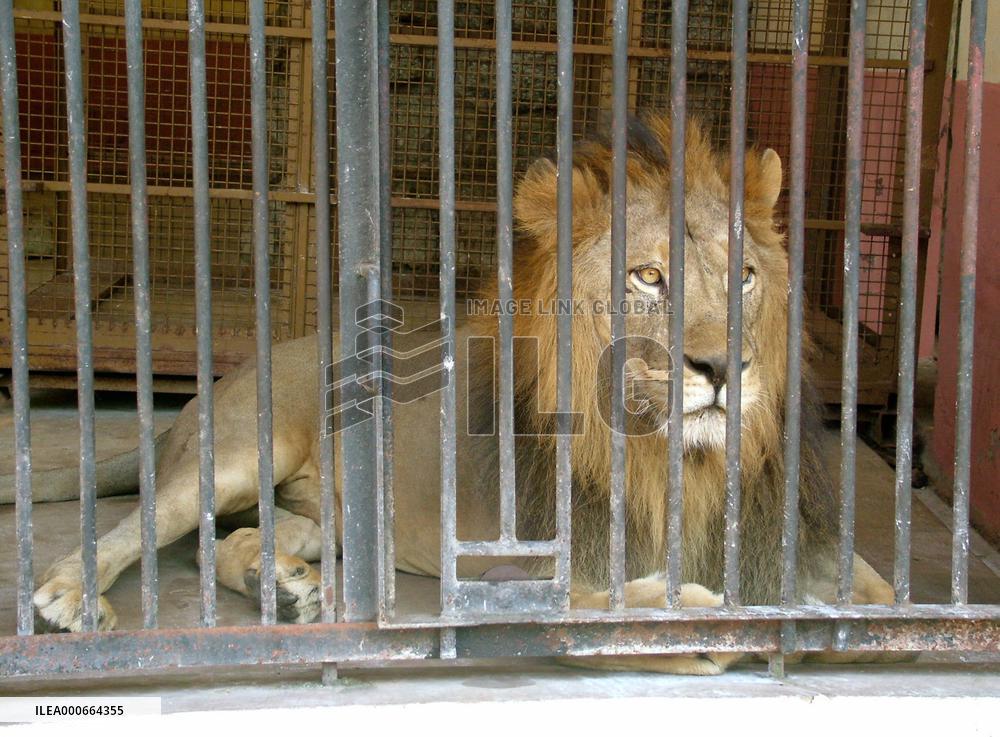 Animals in Yangon zoo being transferred to new capital