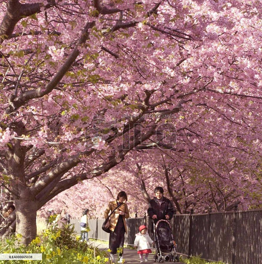 Cherry blossoms in full bloom in Kawazu, Shizuoka Prefecture