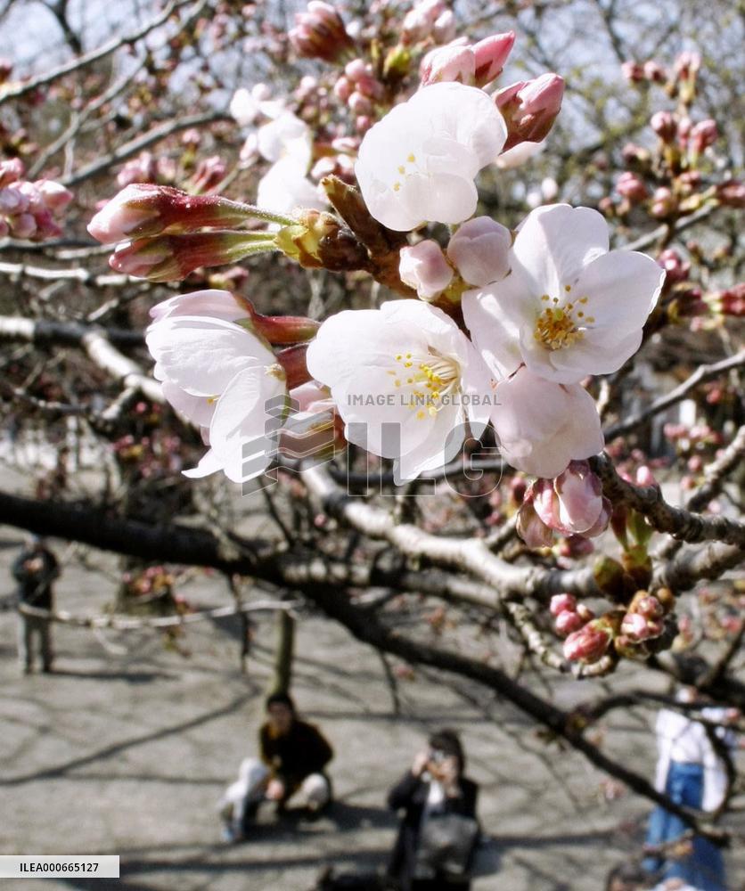 Cherry blossoms in Tokyo