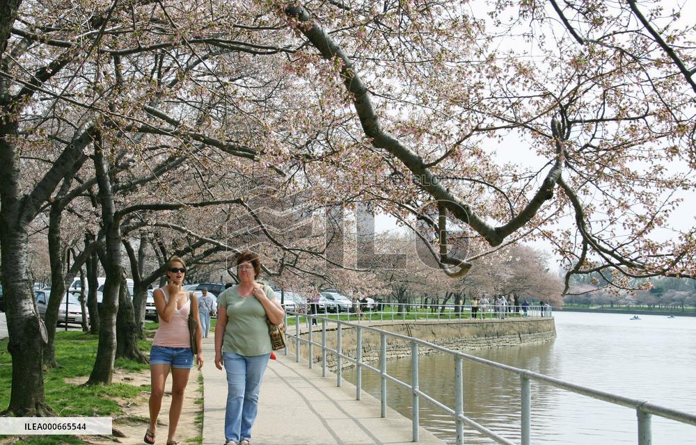 Cherry blossoms at Tidal Basin in Washington, D.C.