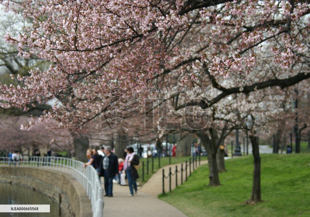 Cherry blossoms along Potomac River