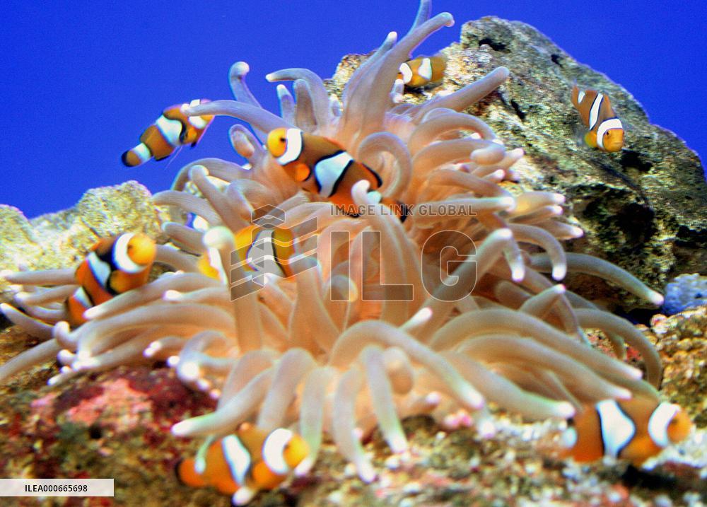 Aquarium-bred clownfish put on sale to curb reckless fishing