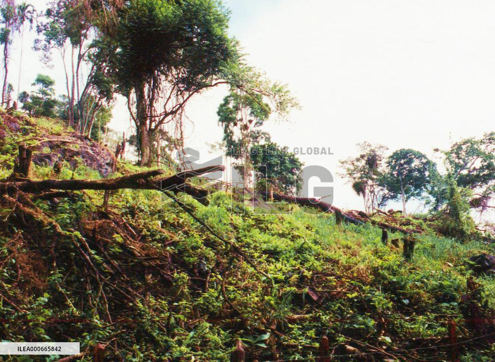 UNEP reports more damage to woods globally