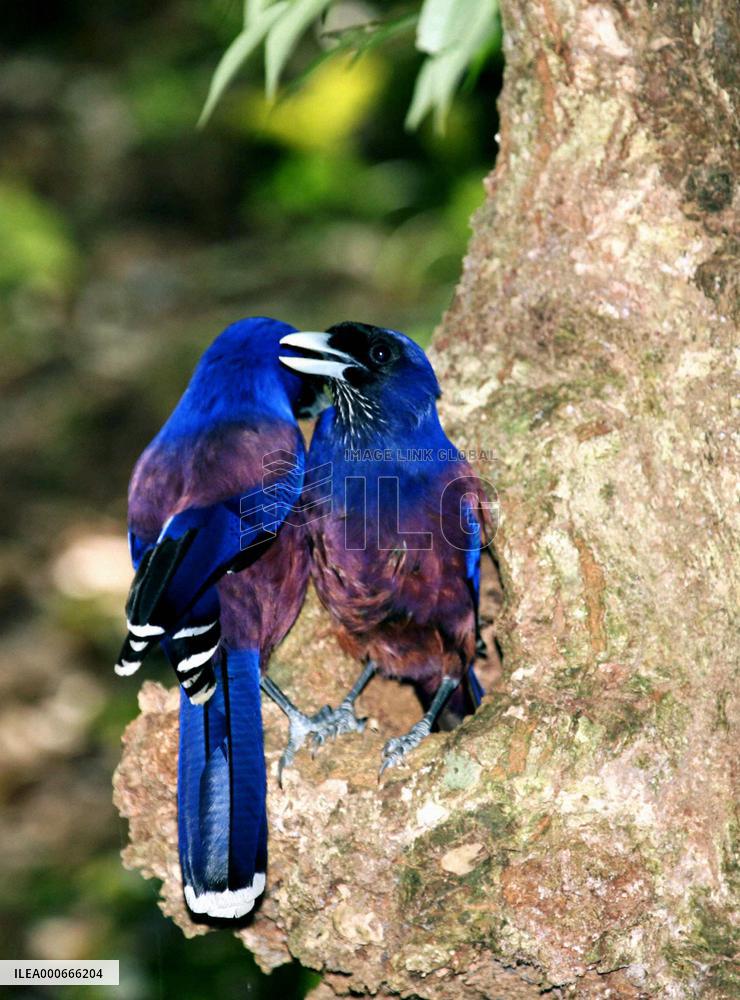 'Love jays' bring food to the brood on Amami-Oshima Island